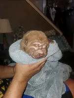 DJ Kalid, a male Chinese Shar-Pei for sale in Allentown, PA – 2 of 3