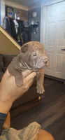Aang, a male Chinese Shar-Pei for sale in Allentown, PA – 2 of 3