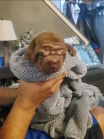 DJ Kalid, a male Chinese Shar-Pei for sale in Allentown, PA – 3 of 3