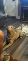 Ryker, a male Chinese Shar-Pei for sale in Allentown, PA – 1 of 3