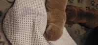 Bram, a male Chinese Shar-Pei for sale in Lansford, PA – Photo 2 of 2