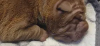 Bram, a male Chinese Shar-Pei for sale in Lansford, PA – Photo 1 of 2