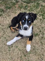 Rusty, a male Miniature Australian Shepherd for sale in Stillwater, OK – 4 of 7