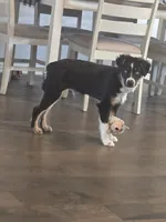 Rusty, a male Miniature Australian Shepherd for sale in Stillwater, OK – 2 of 7