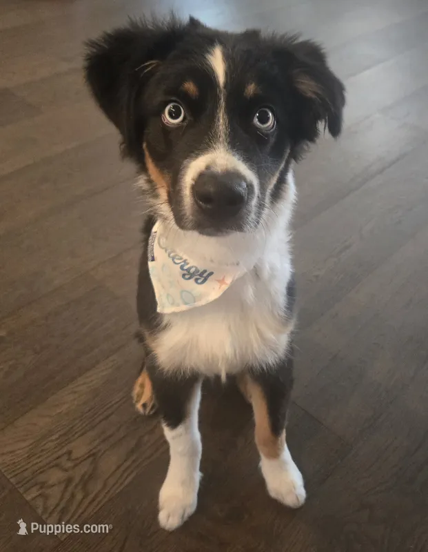 Rusty – Miniature Australian Shepherd puppy for sale in Stillwater, OK