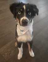 Rusty, a male Miniature Australian Shepherd for sale in Stillwater, OK – 1 of 7