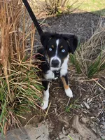 Rusty, a male Miniature Australian Shepherd for sale in Stillwater, OK – 3 of 7