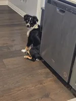 Rusty, a male Miniature Australian Shepherd for sale in Stillwater, OK – 5 of 7