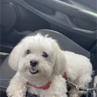 Lisa, a female Maltese for sale in Carolina Forest, SC – Photo 2 of 8