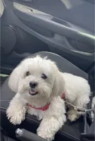 Lisa, a female Maltese for sale in Carolina Forest, SC – Photo 2 of 8