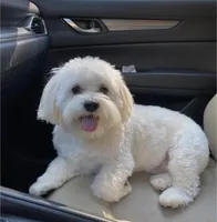 Lisa, a female Maltese for sale in Carolina Forest, SC – Photo 1 of 8