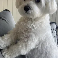 Lisa, a female Maltese for sale in Carolina Forest, SC – Photo 5 of 8