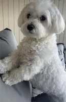 Lisa, a female Maltese for sale in Carolina Forest, SC – Photo 5 of 8