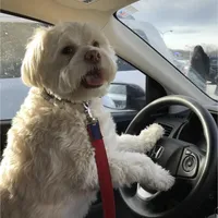 Lisa, a female Maltese for sale in Carolina Forest, SC – Photo 4 of 8