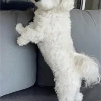 Lisa, a female Maltese for sale in Carolina Forest, SC – Photo 7 of 8