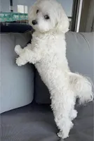 Lisa, a female Maltese for sale in Carolina Forest, SC – Photo 7 of 8