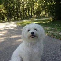 Lisa, a female Maltese for sale in Carolina Forest, SC – Photo 6 of 8