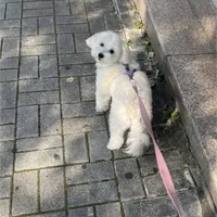 Lisa, a female Maltese for sale in Carolina Forest, SC – Photo 8 of 8