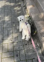 Lisa, a female Maltese for sale in Carolina Forest, SC – Photo 8 of 8