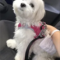 Lisa, a female Maltese for sale in Carolina Forest, SC – Photo 3 of 8