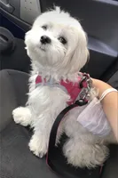 Lisa, a female Maltese for sale in Carolina Forest, SC – Photo 3 of 8