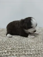 Charlie , a male Miniature Australian Shepherd for sale in Loogootee, IN – 6 of 10