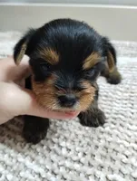 Willow , a female Yorkshire Terrier for sale in Loogootee, IN – 2 of 6