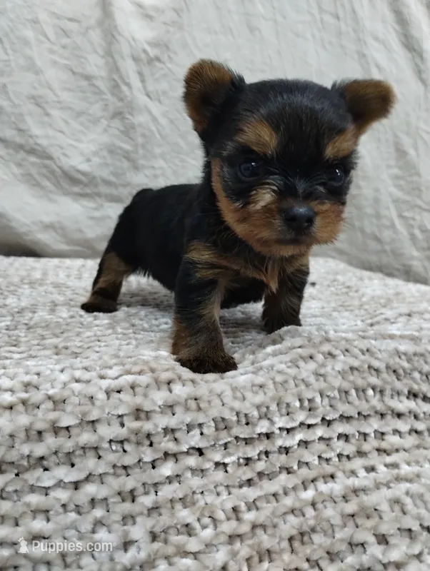 Teddy – Yorkshire Terrier puppy for sale in Loogootee, IN