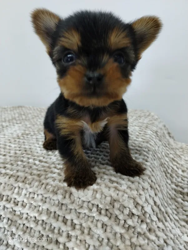 Duke – Yorkshire Terrier puppy for sale in Loogootee, IN