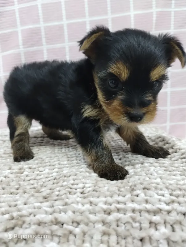 Sage – Yorkshire Terrier puppy for sale in Loogootee, IN