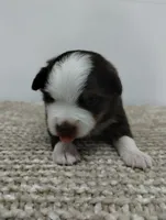 Charlie , a male Miniature Australian Shepherd for sale in Loogootee, IN – 2 of 10