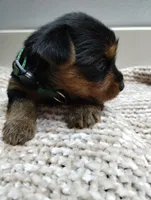 Olive, a female Yorkshire Terrier for sale in Loogootee, IN – 3 of 7