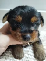 Olive, a female Yorkshire Terrier for sale in Loogootee, IN – 1 of 7