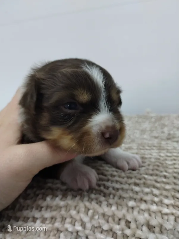 Lucy, a female Miniature Australian Shepherd for sale in Loogootee, IN – 1 of 7