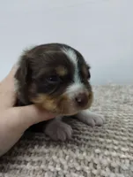 Lucy, a female Miniature Australian Shepherd for sale in Loogootee, IN – 1 of 7
