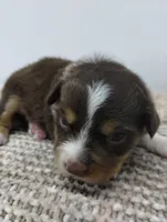 Lucy, a female Miniature Australian Shepherd for sale in Loogootee, IN – 6 of 7