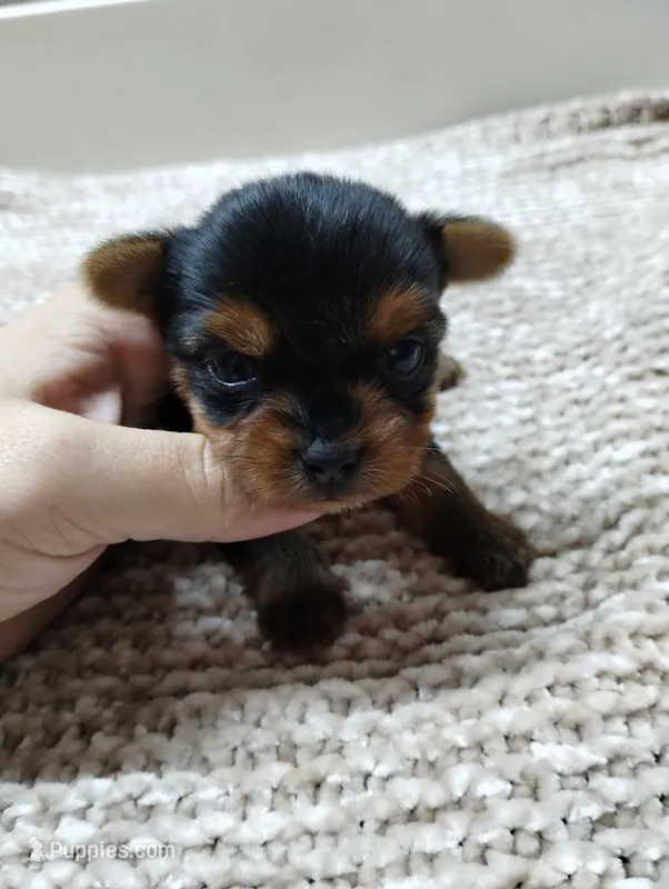 Duke – Yorkshire Terrier puppy for sale in Loogootee, IN