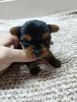 Duke, a male Yorkshire Terrier for sale in Loogootee, IN – 1 of 7