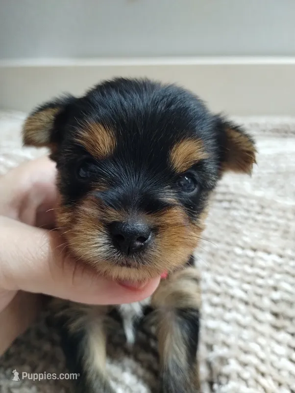 Sage – Yorkshire Terrier puppy for sale in Loogootee, IN