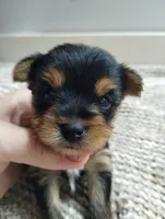 Sage, a female Yorkshire Terrier for sale in Loogootee, IN – 1 of 7