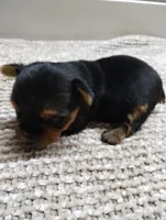 Teddy, a male Yorkshire Terrier for sale in Loogootee, IN – 6 of 8