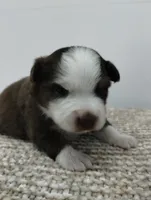 Charlie , a male Miniature Australian Shepherd for sale in Loogootee, IN – 4 of 10
