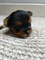 Teddy, a male Yorkshire Terrier for sale in Loogootee, IN – 3 of 8