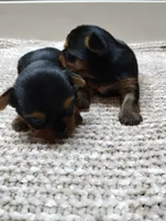 Duke, a male Yorkshire Terrier for sale in Loogootee, IN – 7 of 7