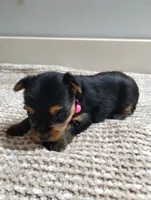 Sage, a female Yorkshire Terrier for sale in Loogootee, IN – 2 of 7