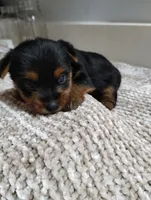 Olive, a female Yorkshire Terrier for sale in Loogootee, IN – 5 of 7