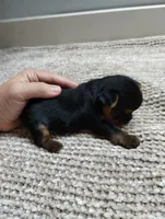 Teddy, a male Yorkshire Terrier for sale in Loogootee, IN – 5 of 8