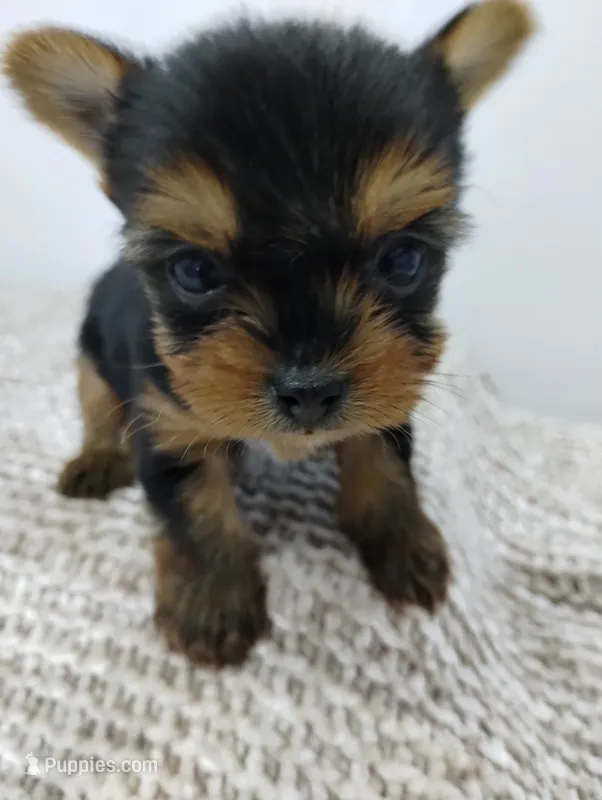 Duke – Yorkshire Terrier puppy for sale in Loogootee, IN
