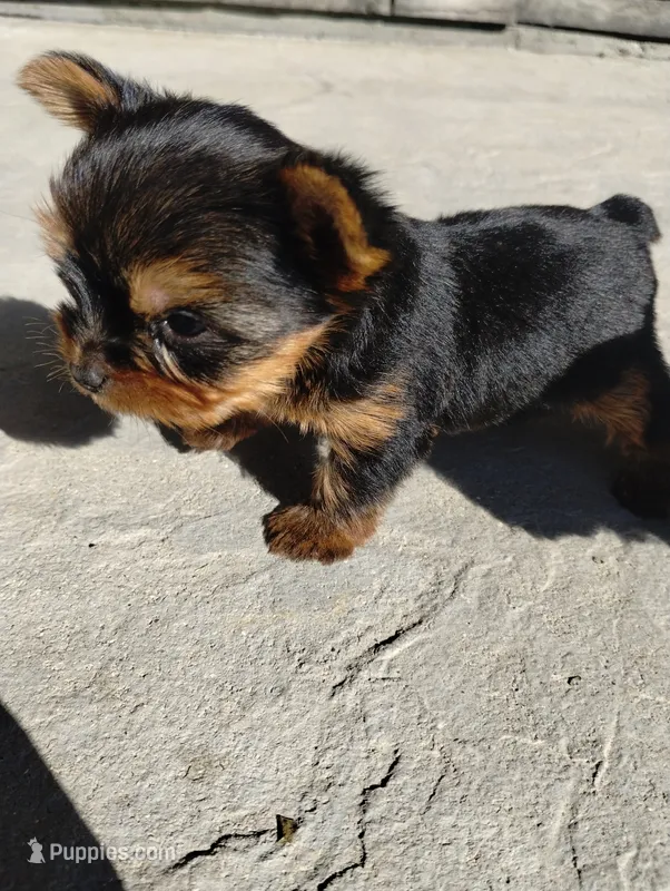 Teddy – Yorkshire Terrier puppy for sale in Loogootee, IN