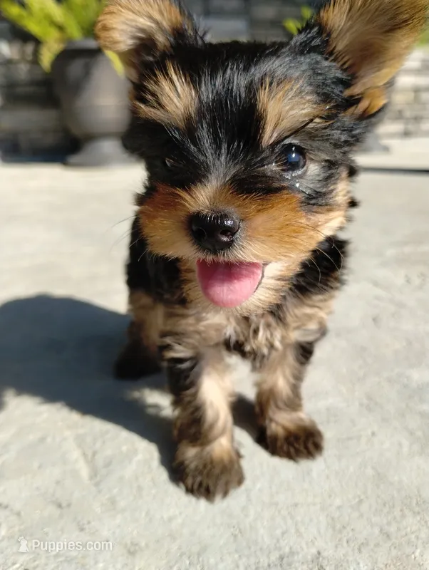 Willow  – Yorkshire Terrier puppy for sale in Loogootee, IN